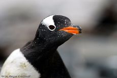 Eselspinguin (53 von 97).jpg